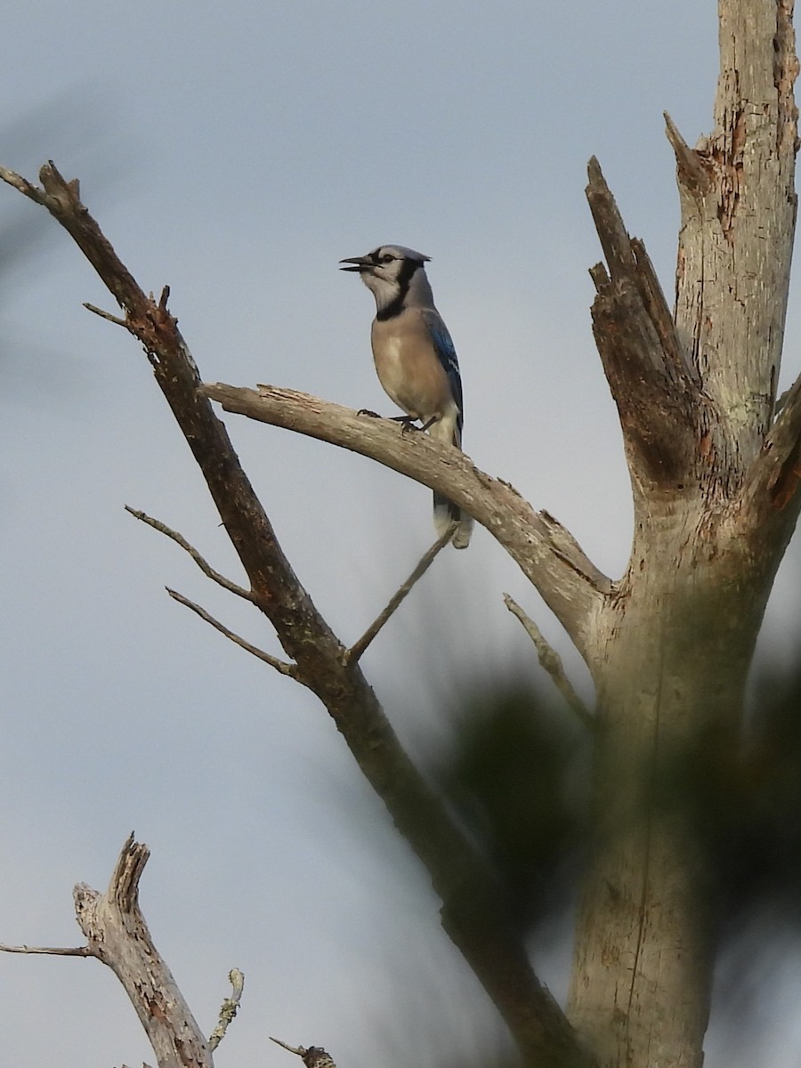 Blue Jay - ML628588509