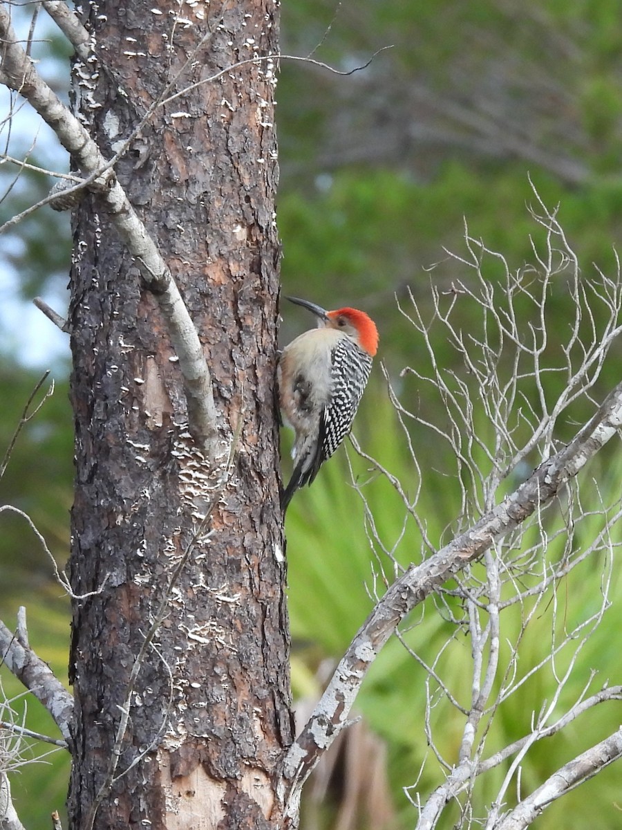 Red-bellied Woodpecker - ML628588514