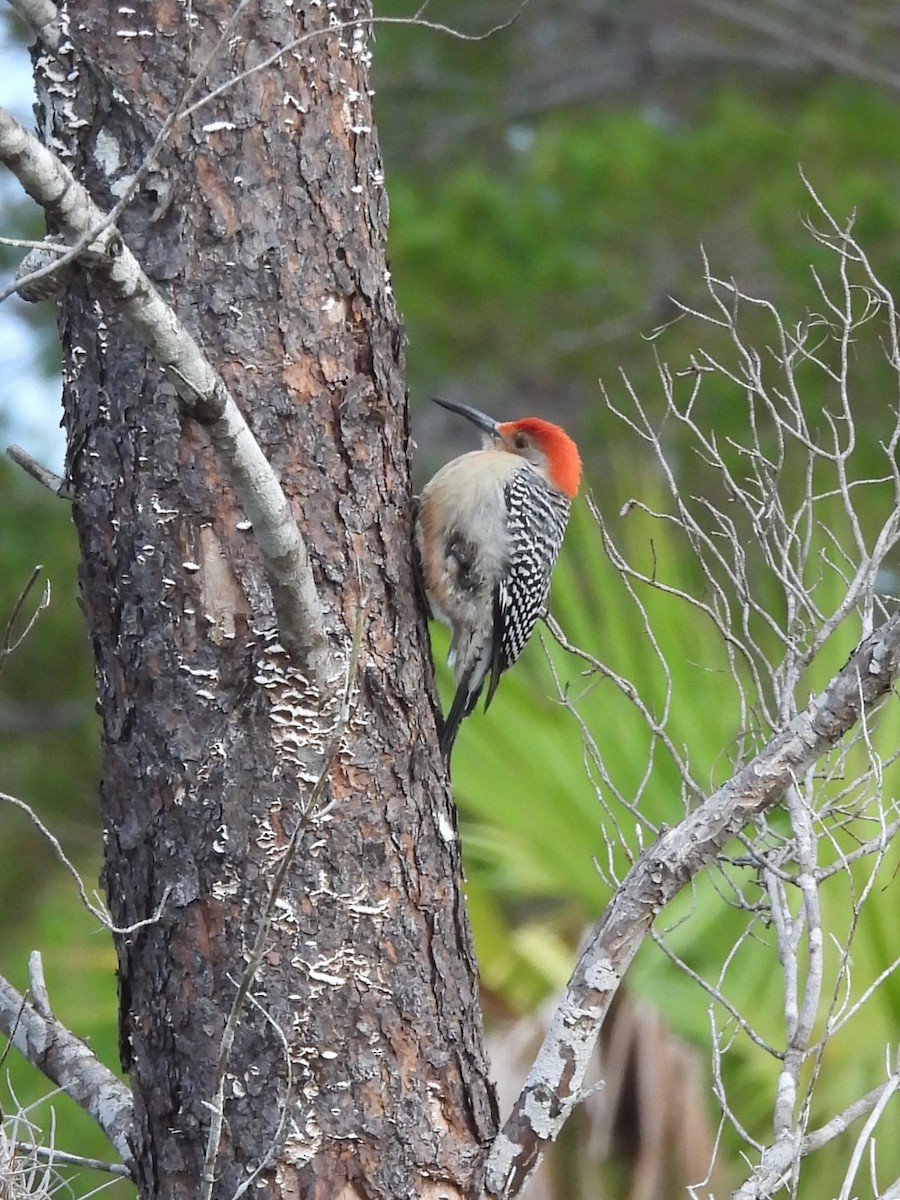 Red-bellied Woodpecker - ML628588515
