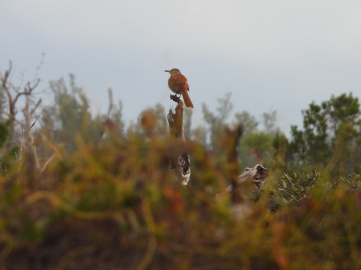 Brown Thrasher - ML628588524