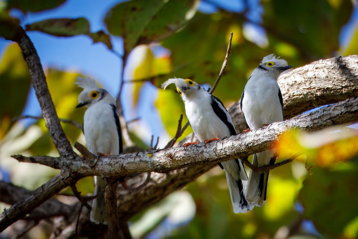 White-crested Helmetshrike (Long-crested) - ML628588721