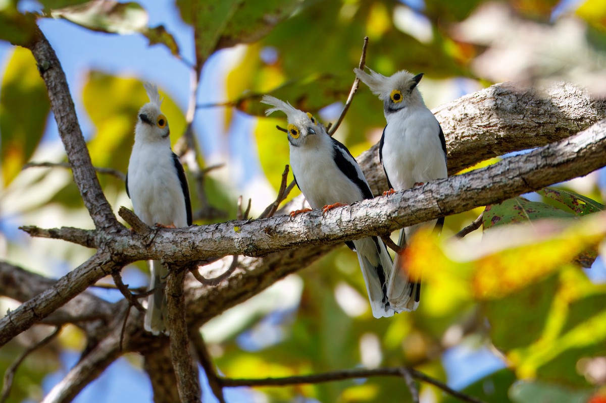 White-crested Helmetshrike (Long-crested) - ML628588723