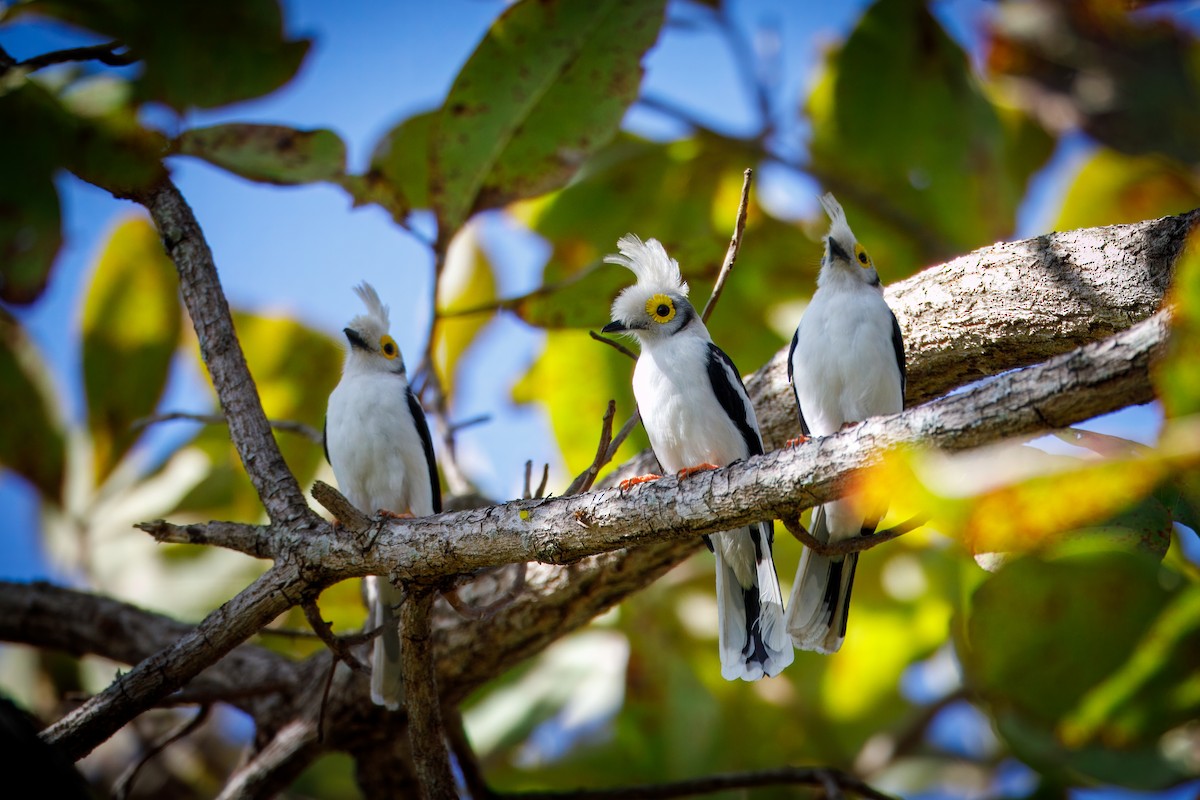 White-crested Helmetshrike (Long-crested) - ML628588725