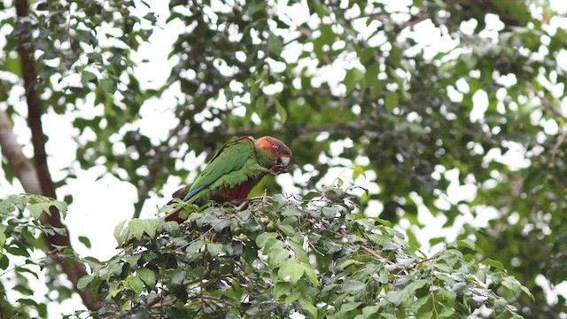 Ochre-marked Parakeet - ML628588752