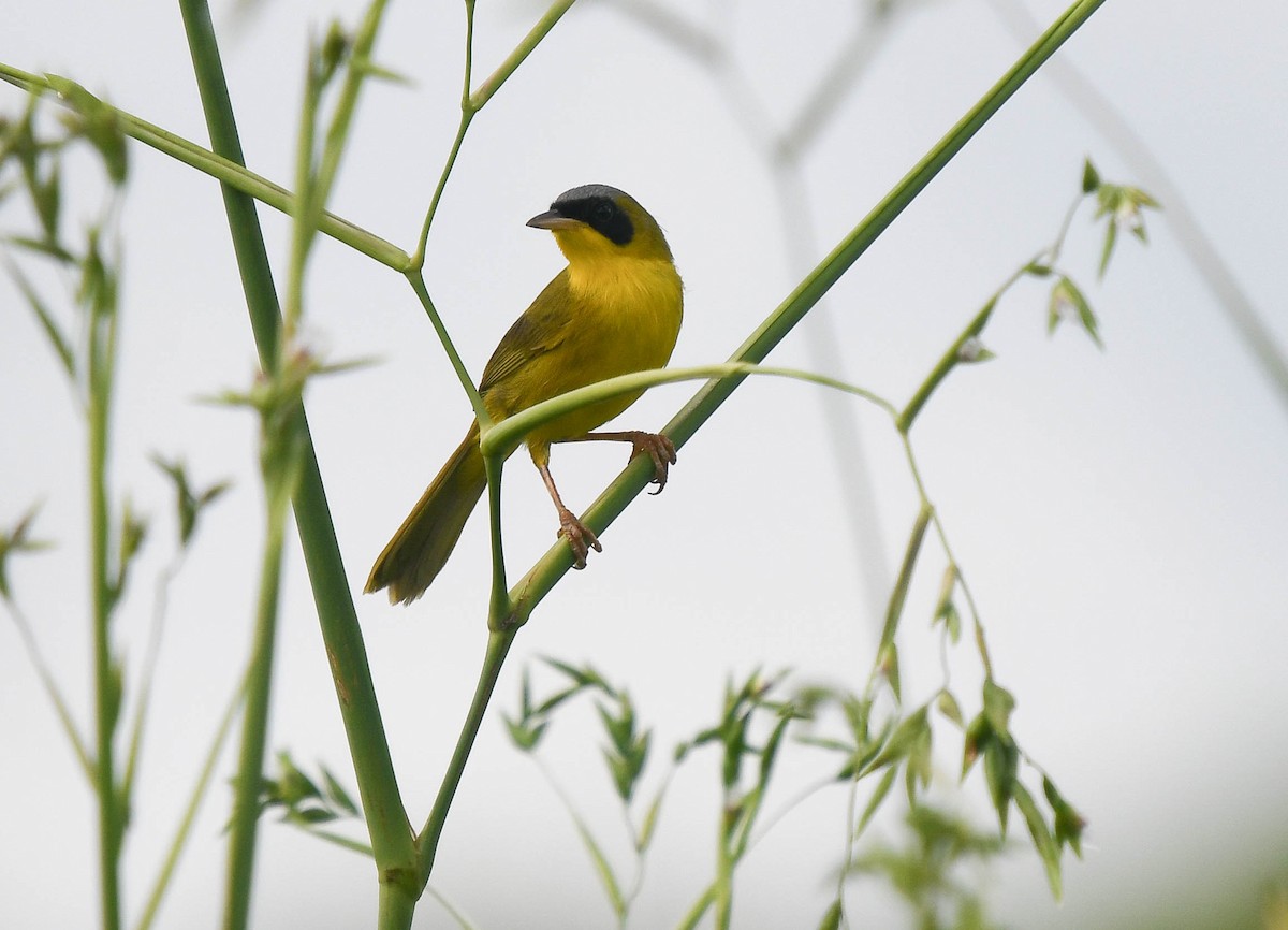 Masked Yellowthroat - ML628588782