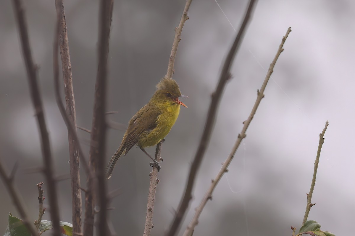 Mountain Yellow-Warbler - ML628588814
