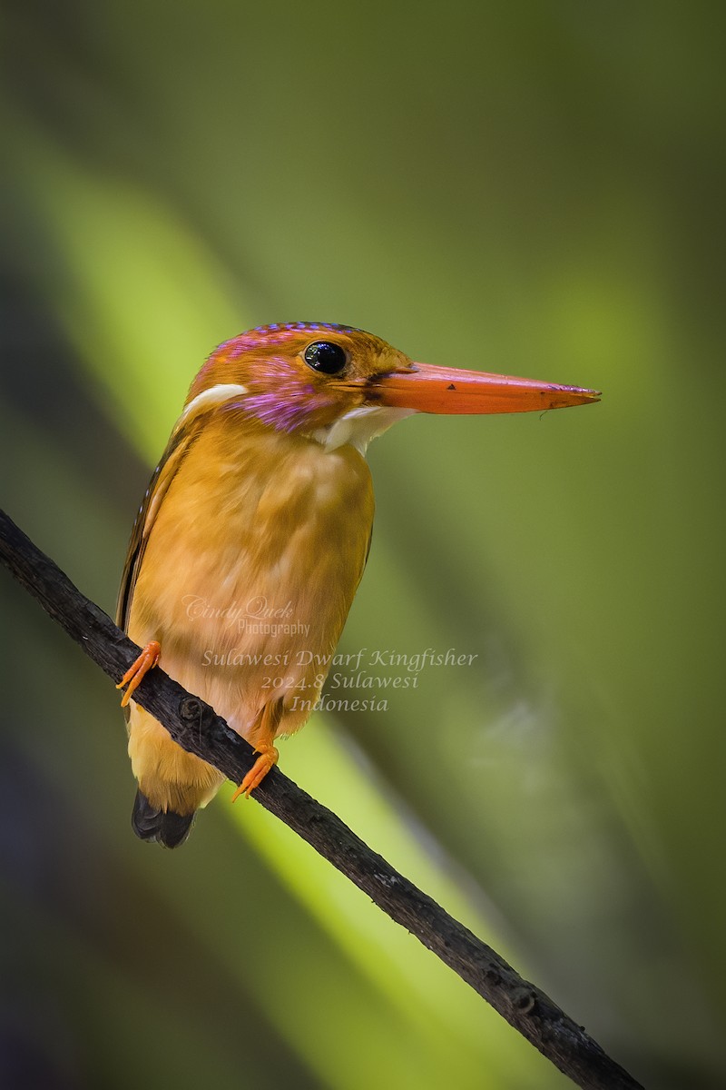 Sulawesi Dwarf-Kingfisher - ML628588985