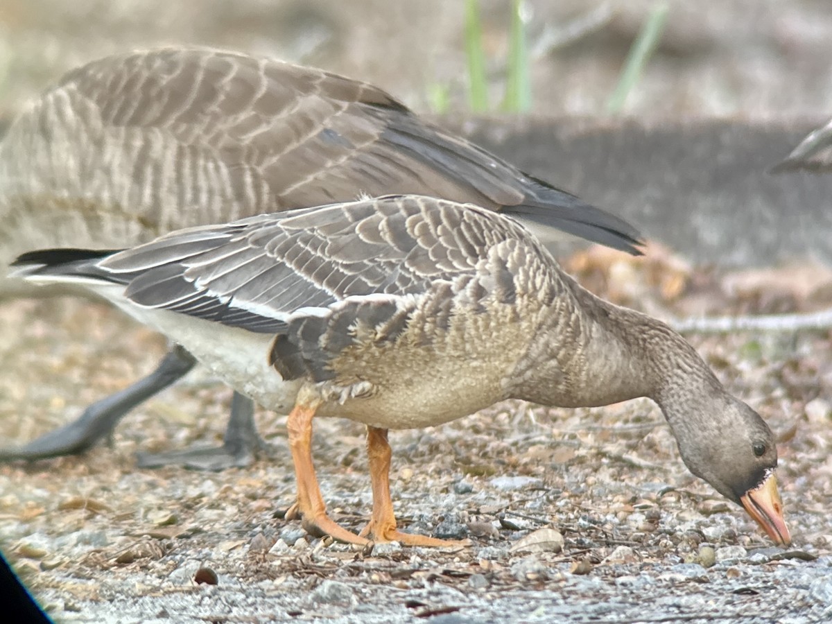 Greater White-fronted Goose - ML628589042