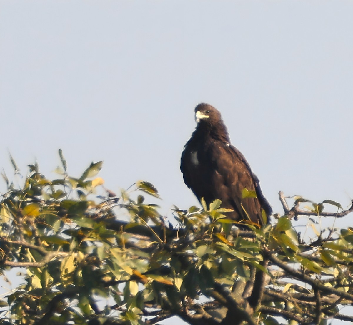 Bindenseeadler - ML628589083