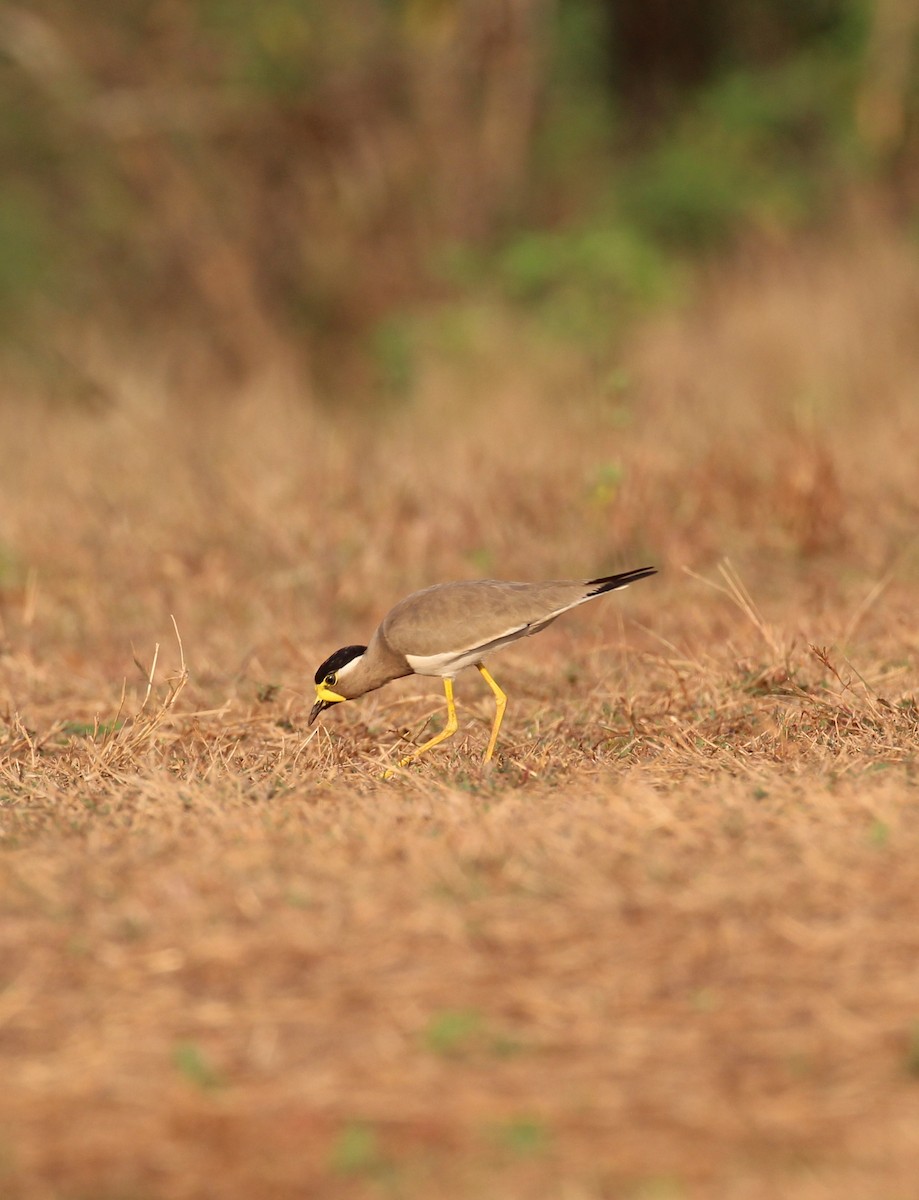 Yellow-wattled Lapwing - ML628589327