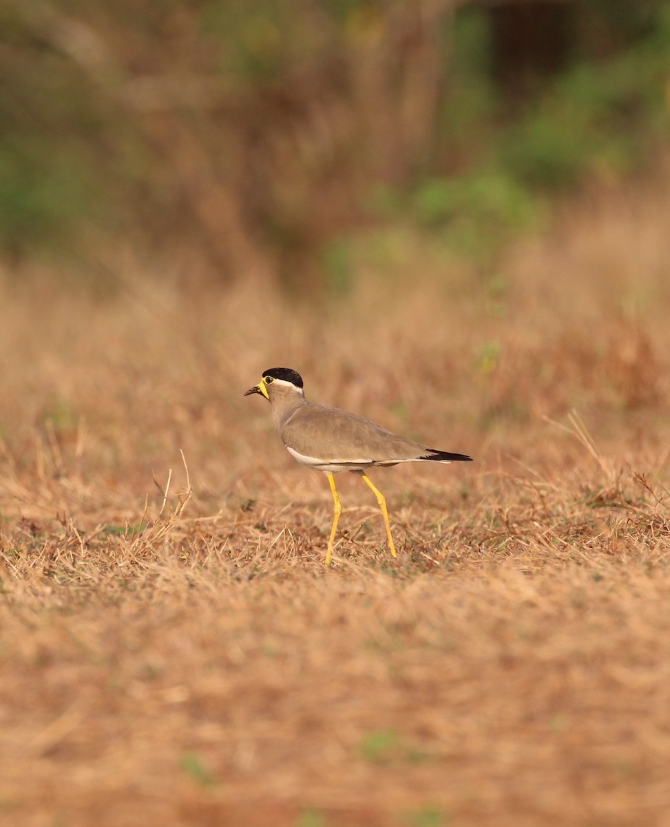 Yellow-wattled Lapwing - ML628589328