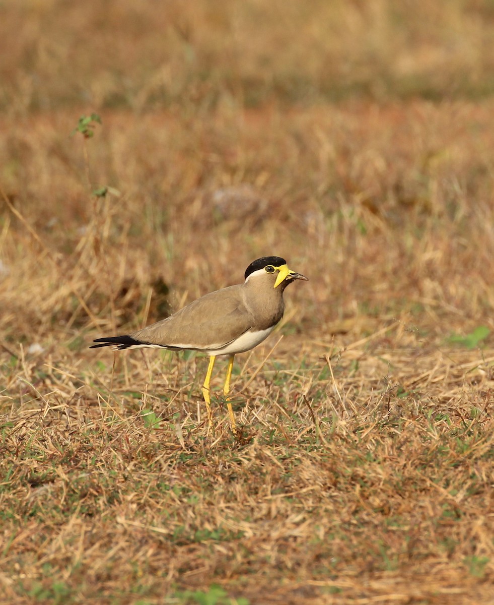 Yellow-wattled Lapwing - ML628589329