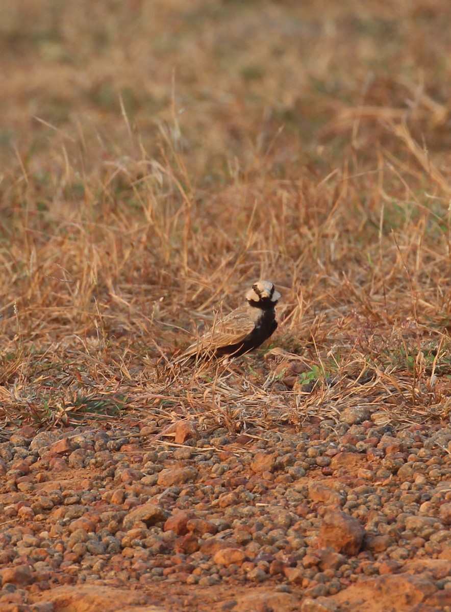 Ashy-crowned Sparrow-Lark - ML628589352