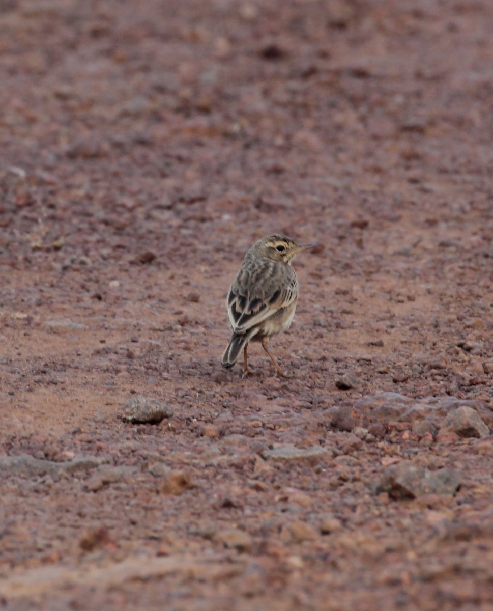 Paddyfield Pipit - ML628589414