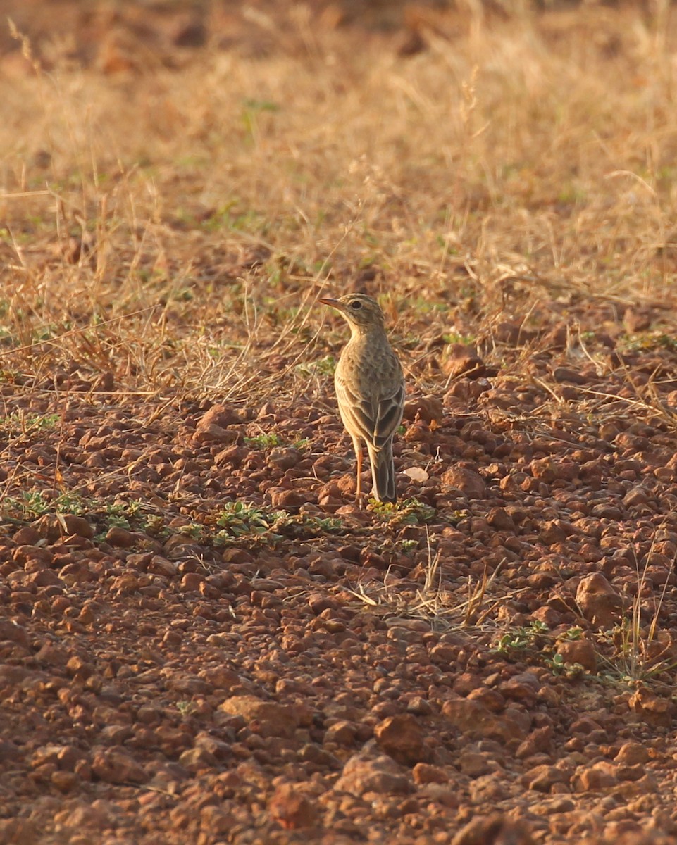 Paddyfield Pipit - ML628589415