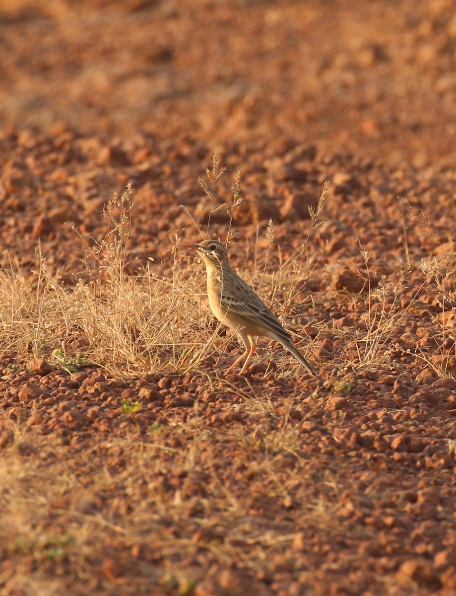 Paddyfield Pipit - ML628589416