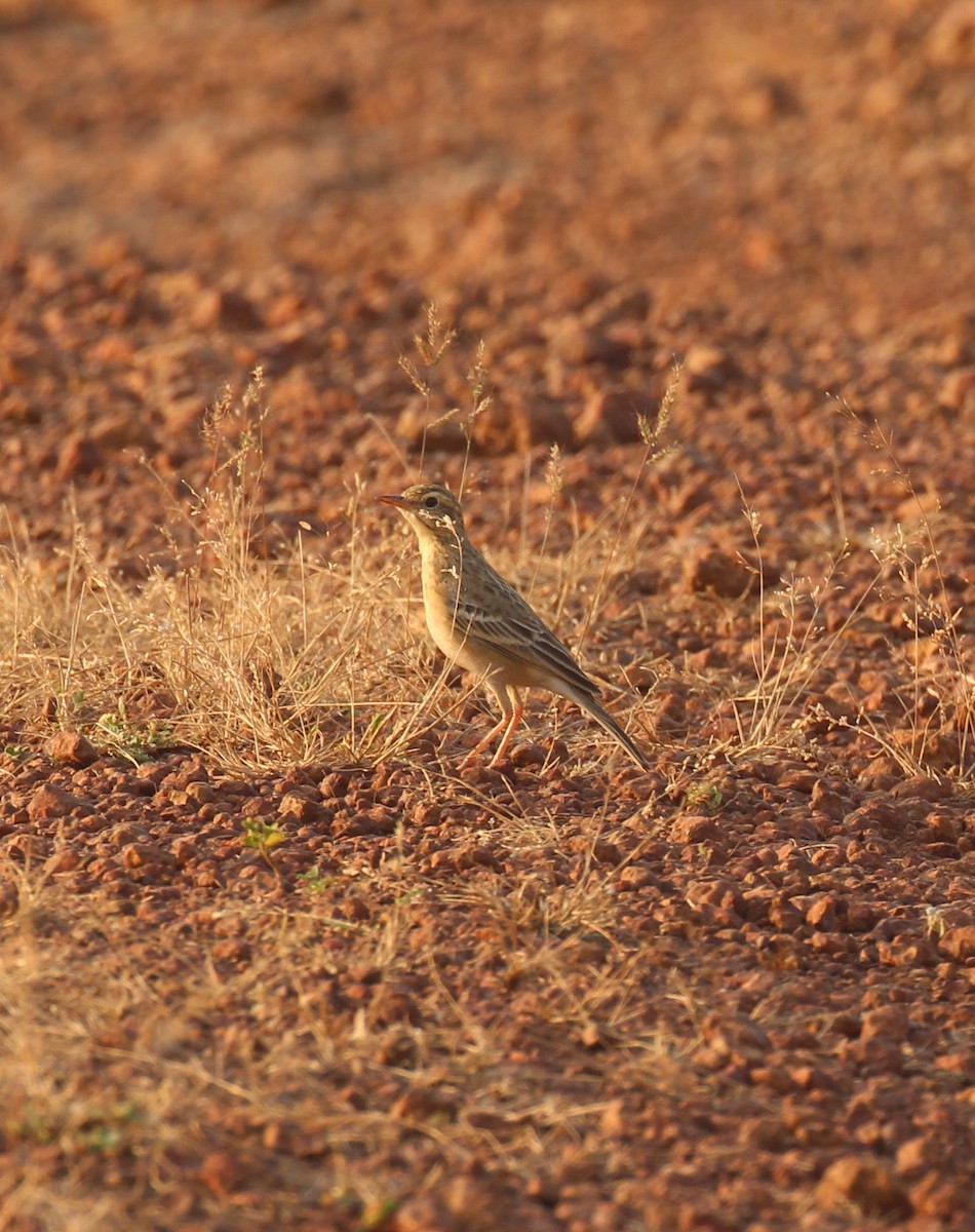 Paddyfield Pipit - ML628589417