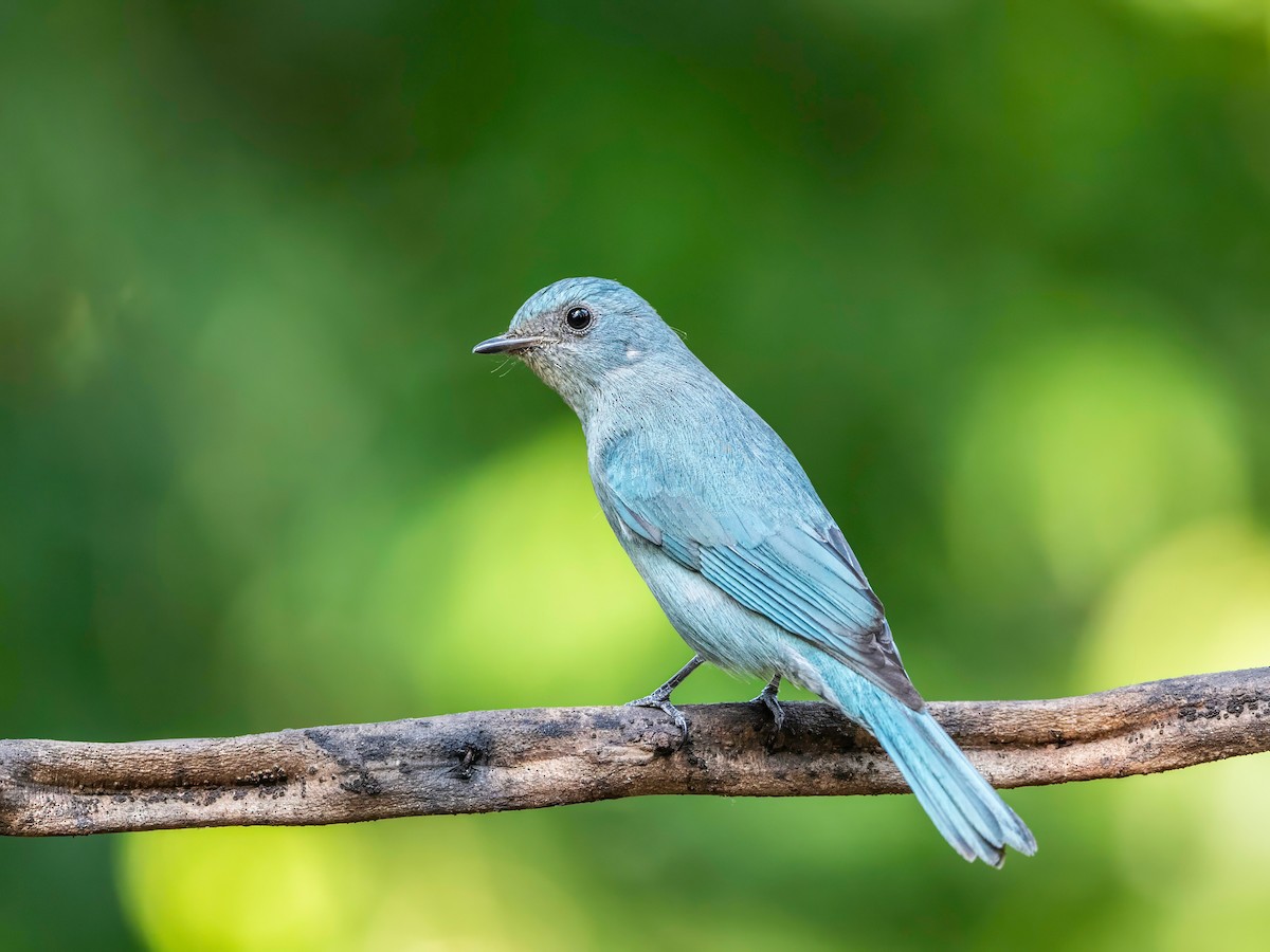 Verditer Flycatcher - Michael Sanders