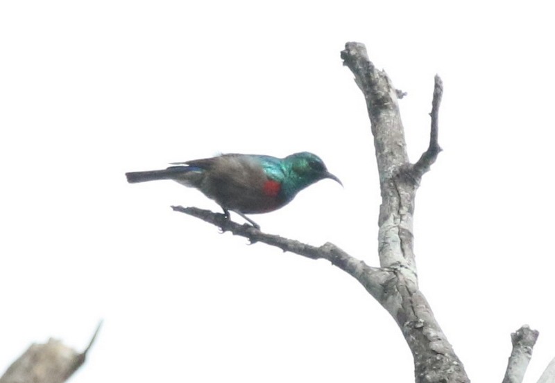 Neergaard's Sunbird - ML628589442