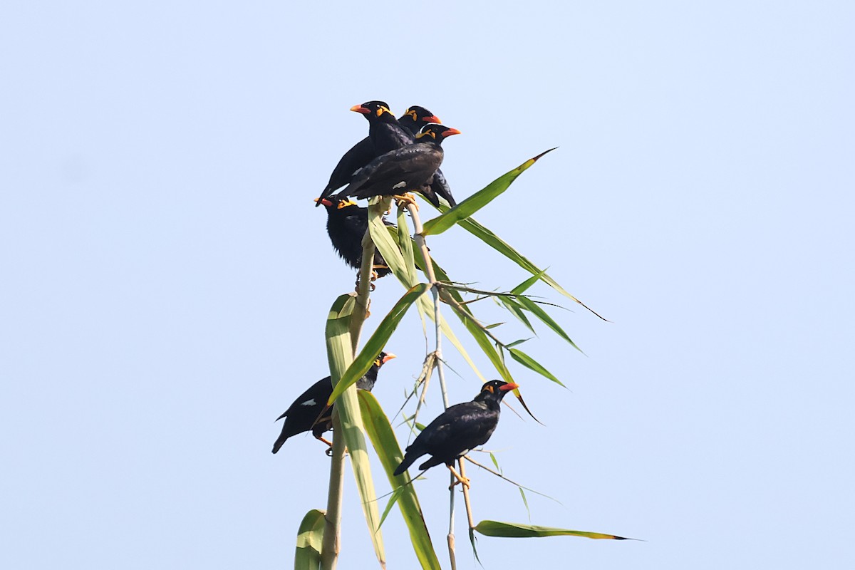 Common Hill Myna - ML628589571