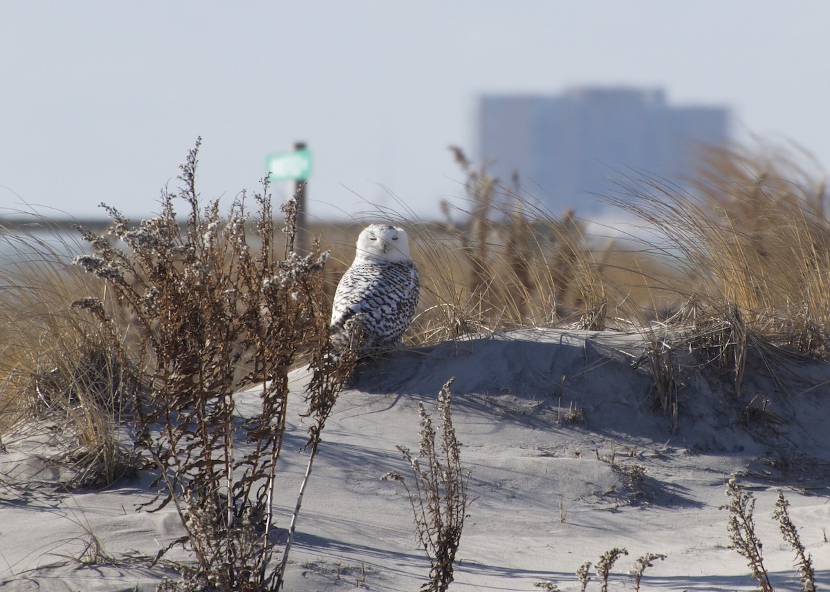 Snowy Owl - ML628589705