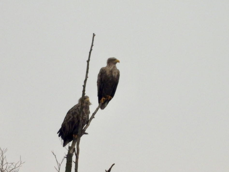 White-tailed Eagle - ML628590166