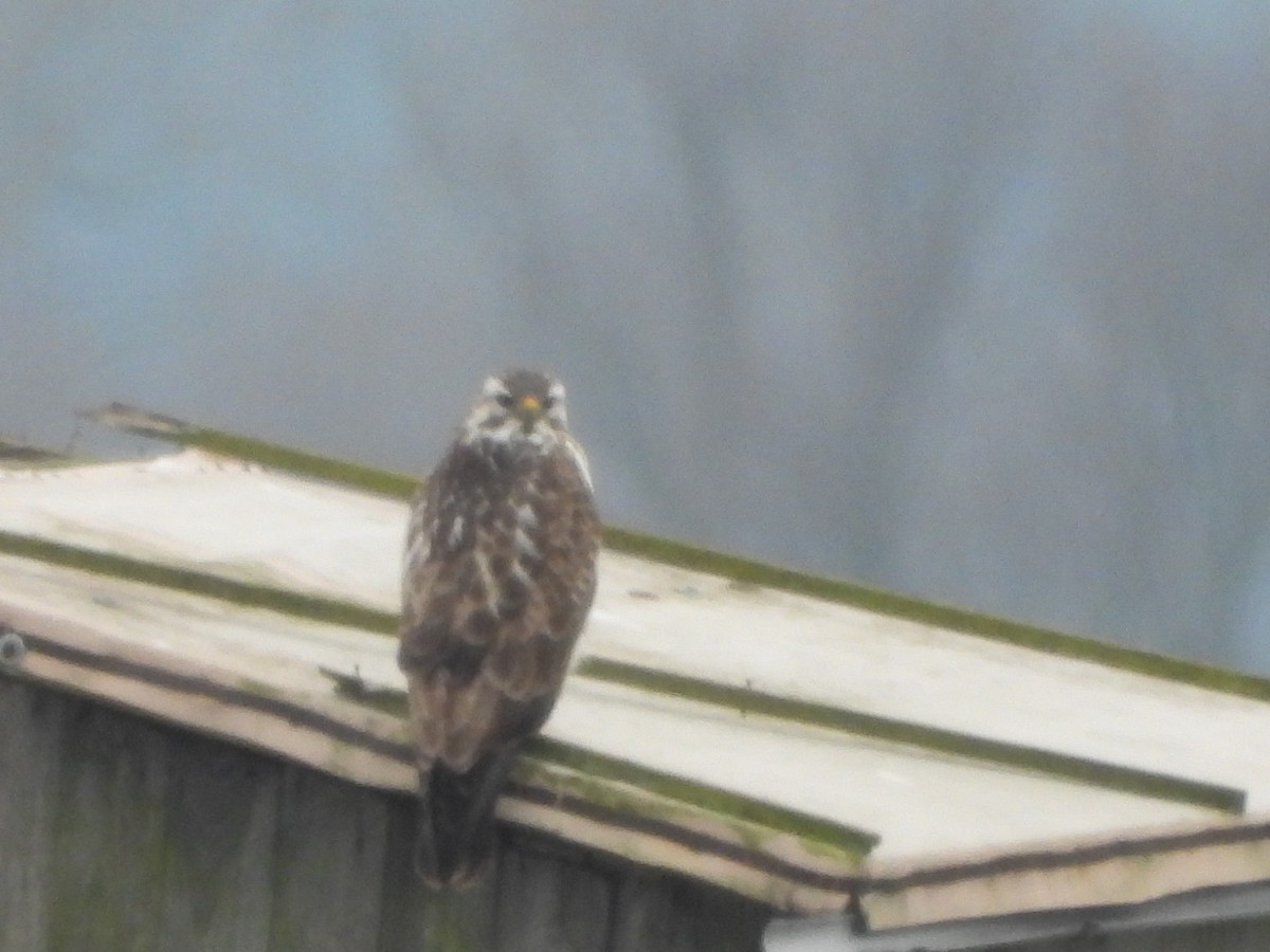 Common Buzzard - ML628590185