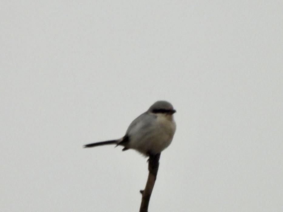 Great Gray Shrike - ML628590192