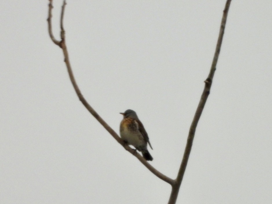 Fieldfare - ML628590200