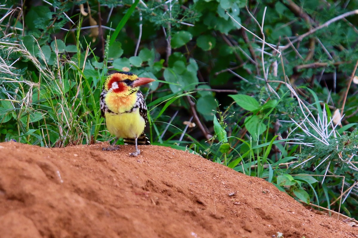 Red-and-yellow Barbet - ML628590451