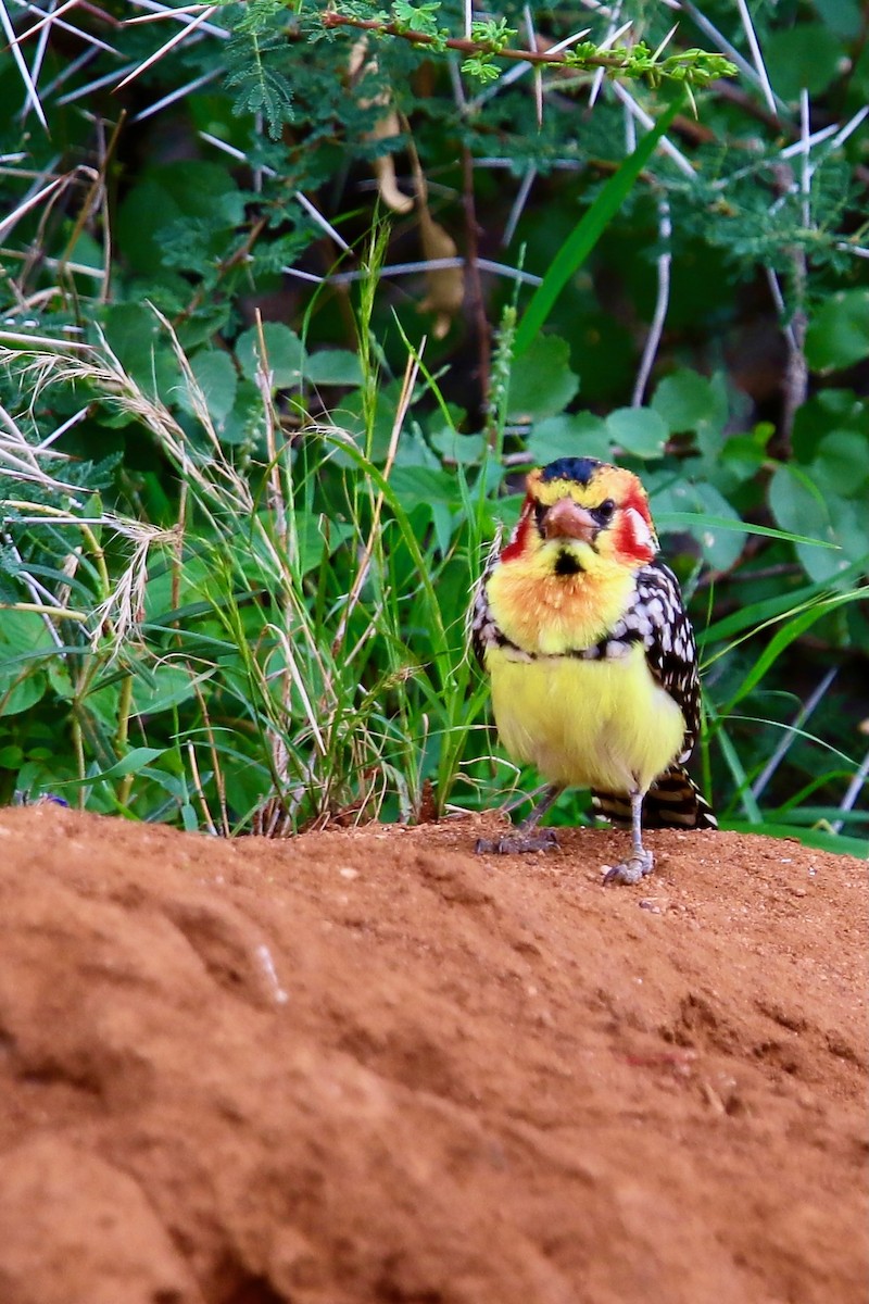 Red-and-yellow Barbet - ML628590452