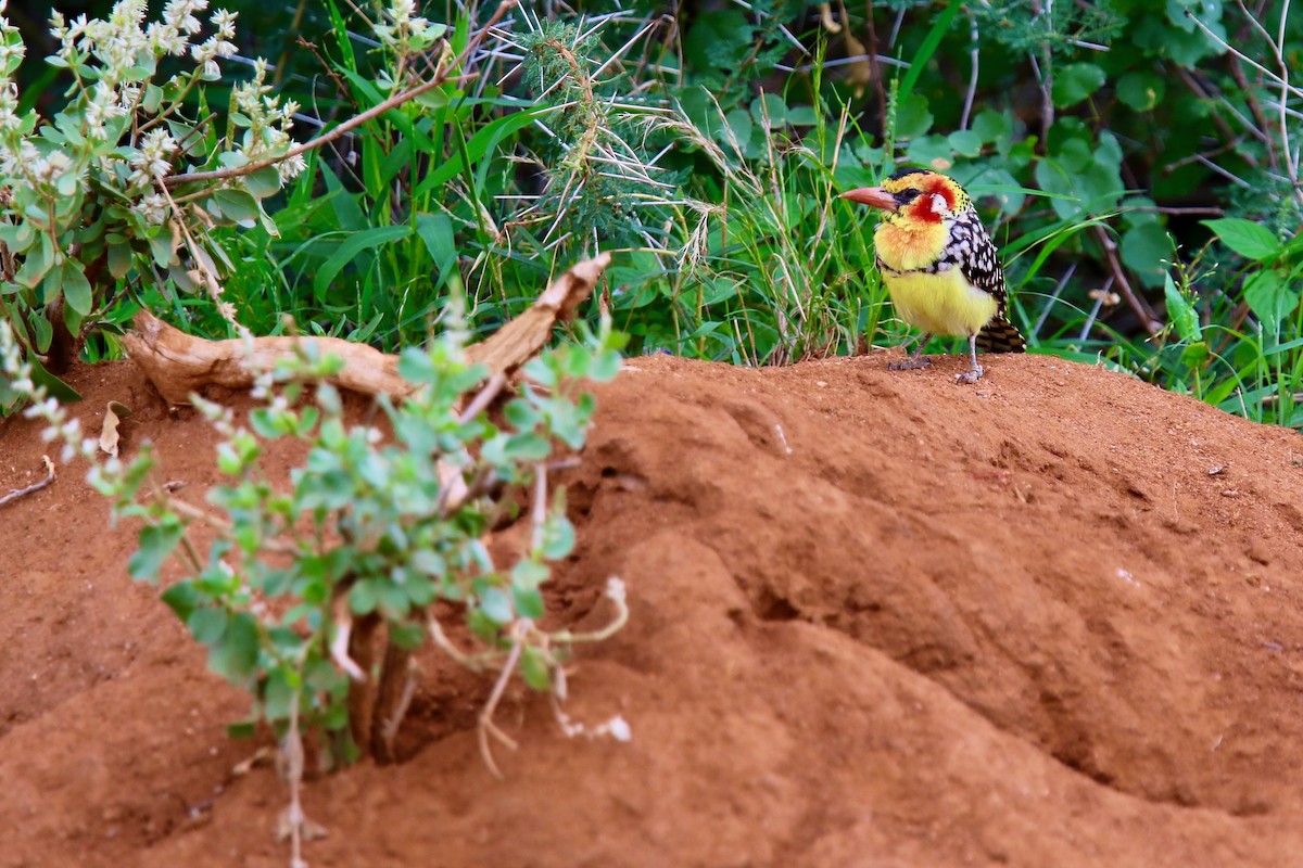 Red-and-yellow Barbet - ML628590453