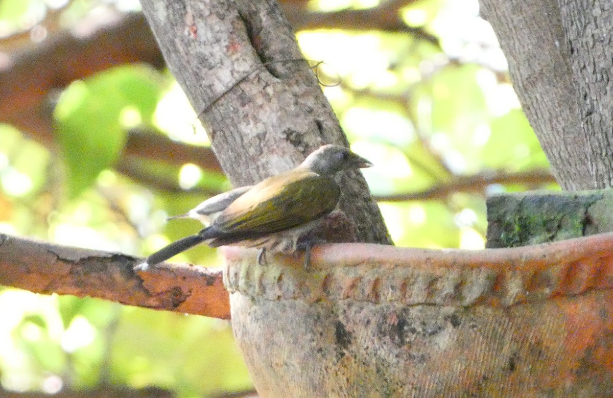 Spotted Honeyguide - ML628590716