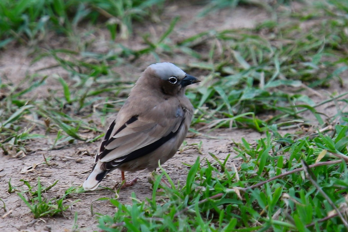 Gray-capped Social-Weaver - ML628590790