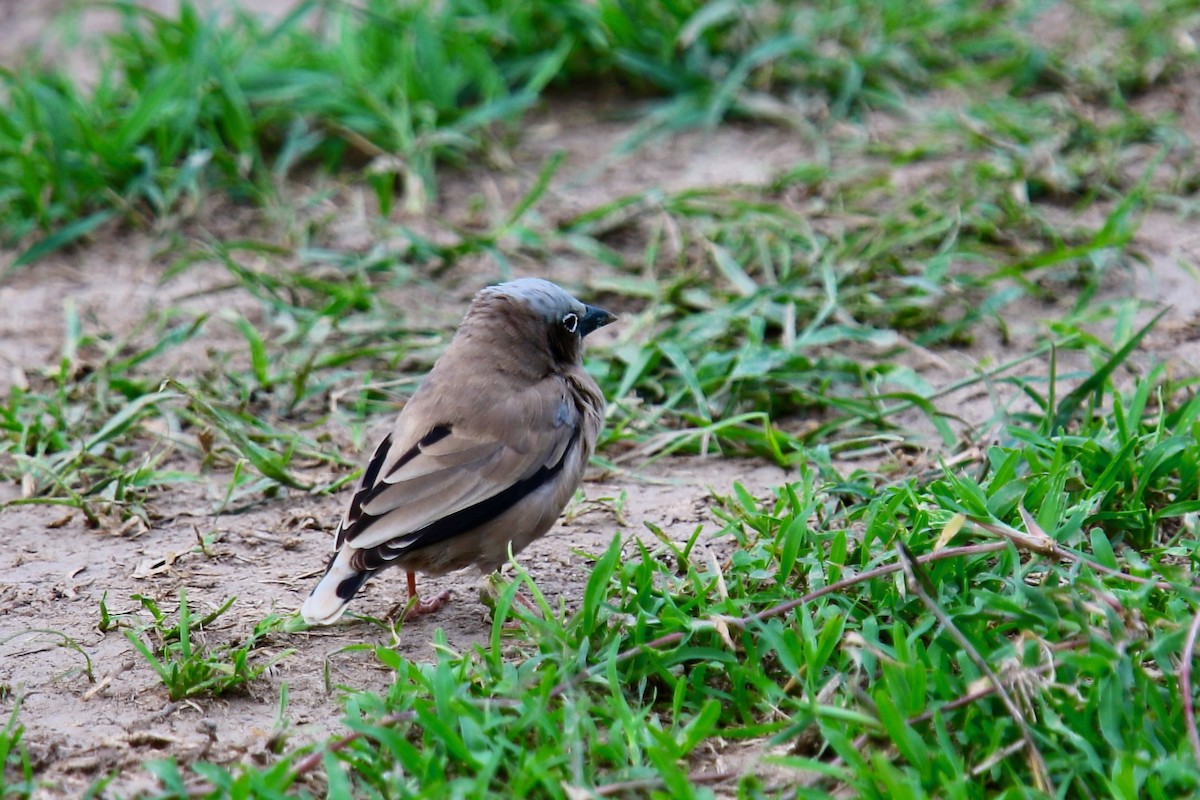 Gray-capped Social-Weaver - ML628590791