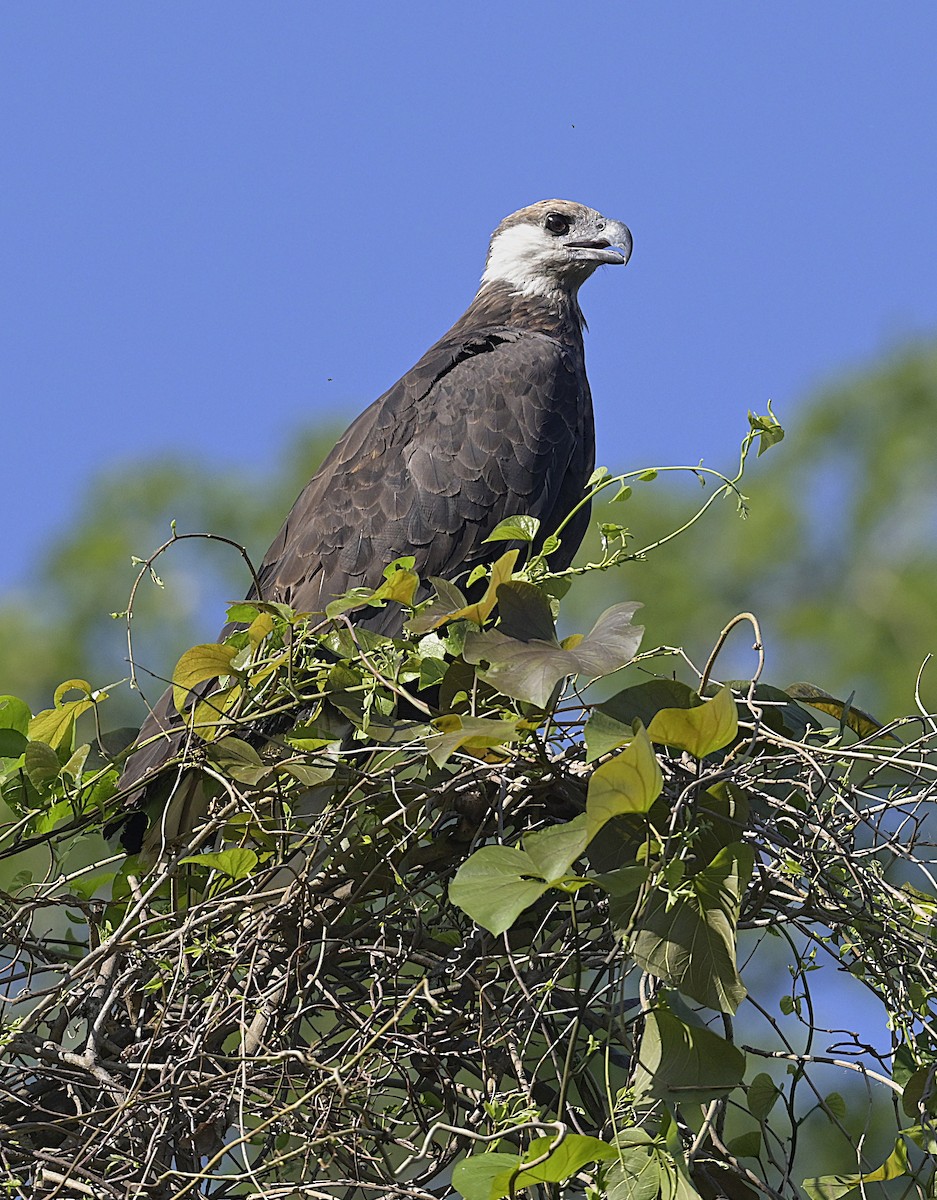 Madagascar Fish-Eagle - ML628590801