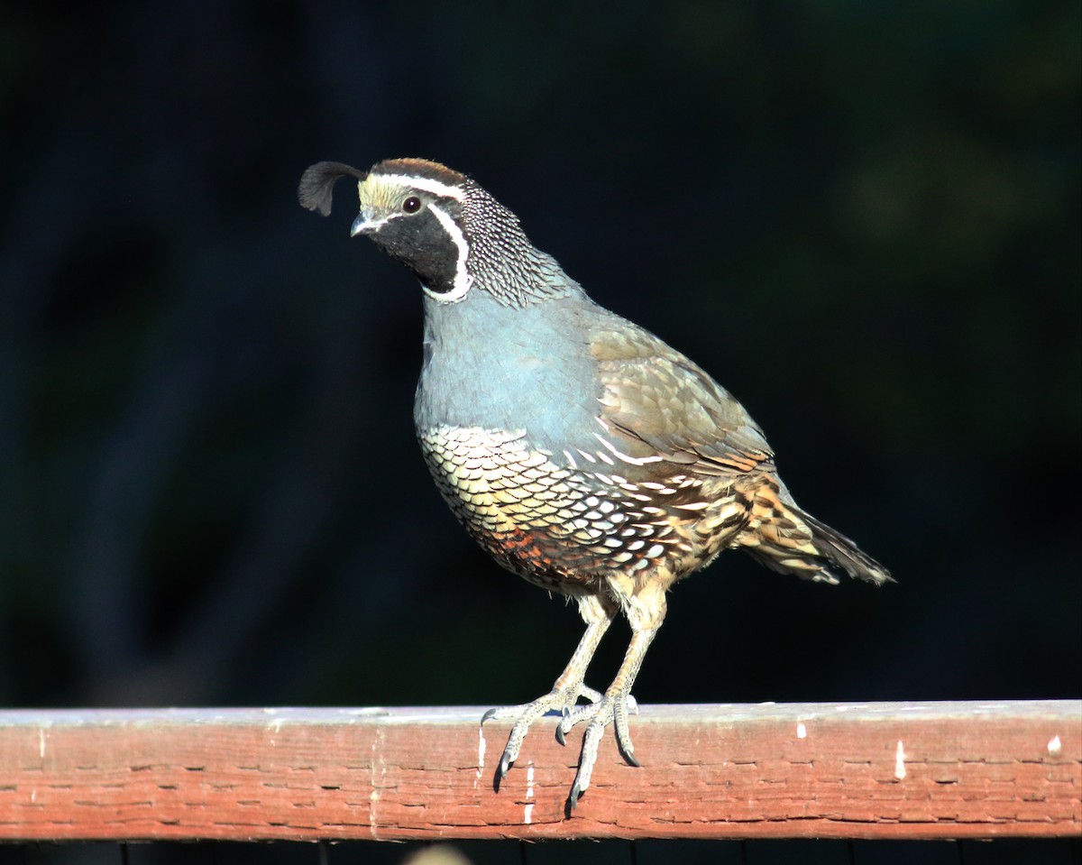 California Quail - Paul Fenwick