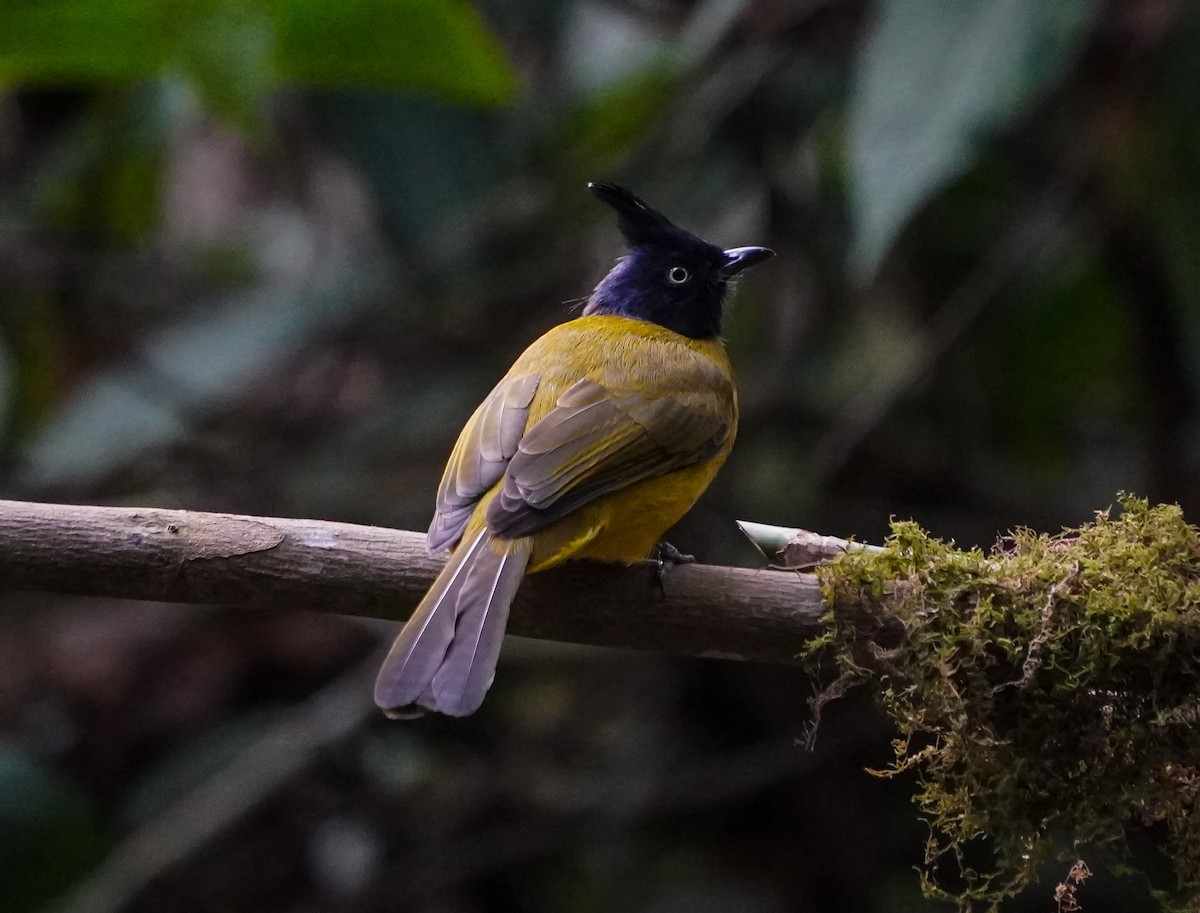Black-crested Bulbul - Ayaan S
