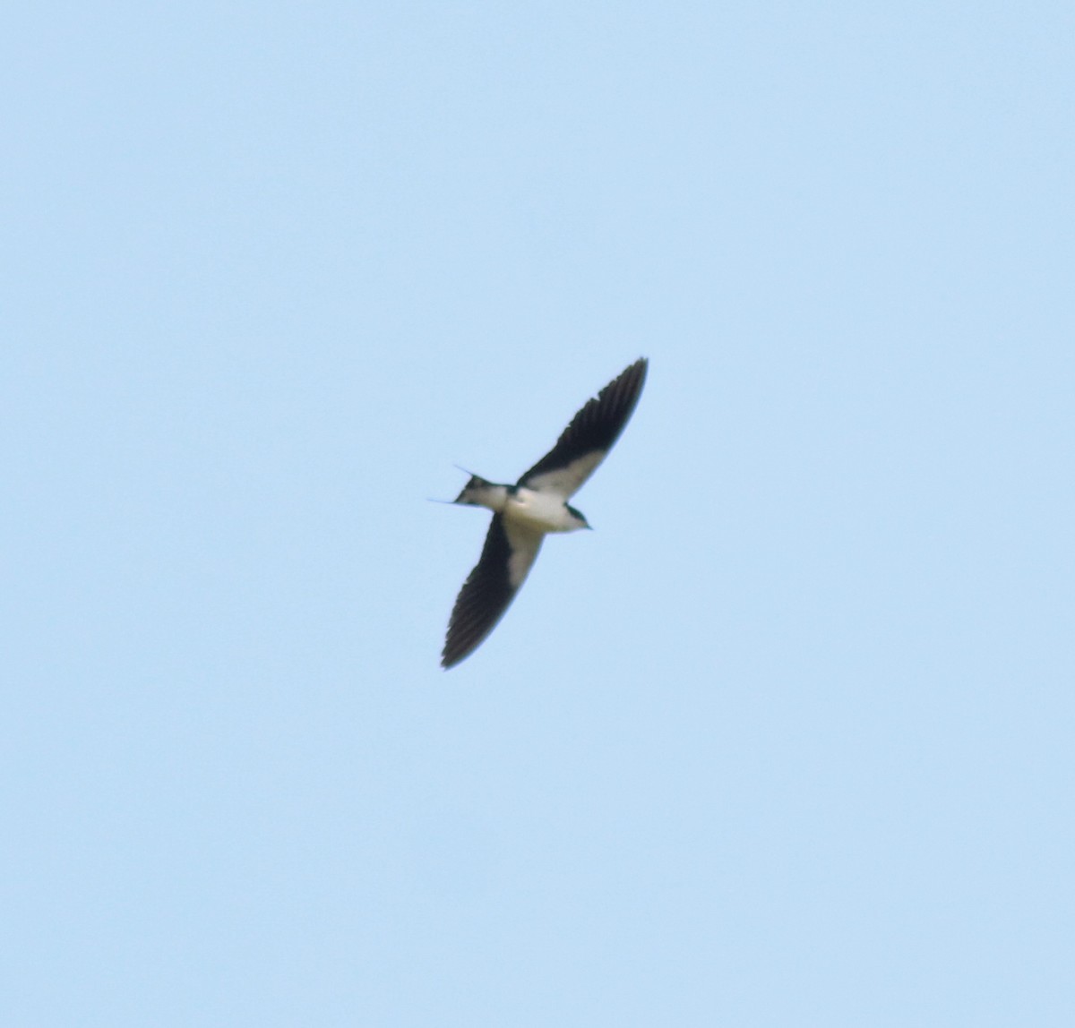 Wire-tailed Swallow - Afsar Nayakkan