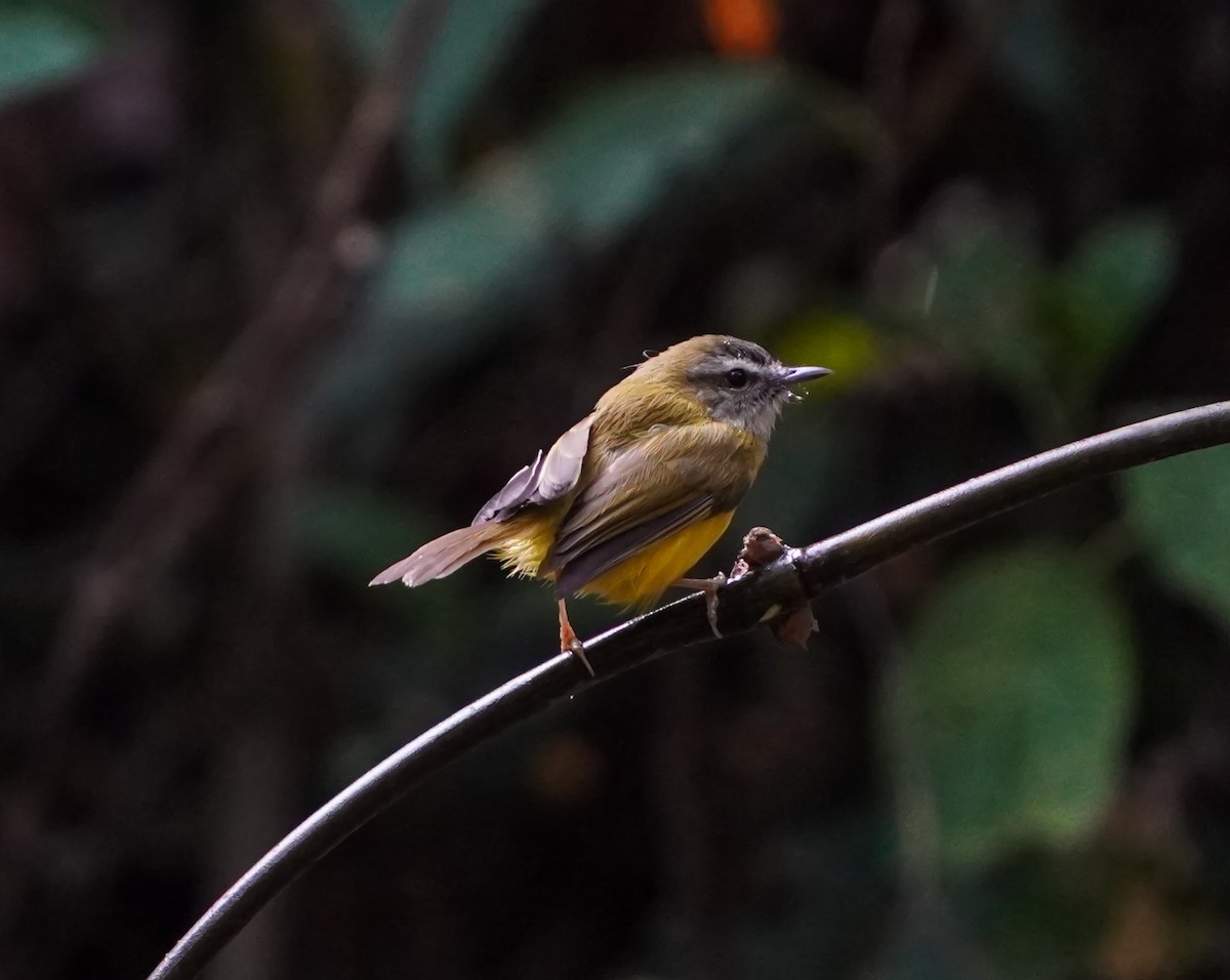 Yellow-bellied Warbler - ML628591044