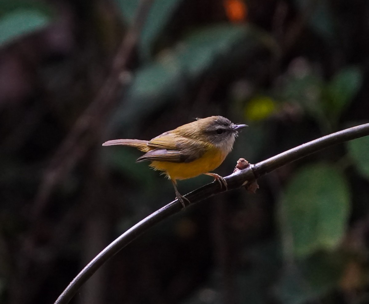 Yellow-bellied Warbler - ML628591045