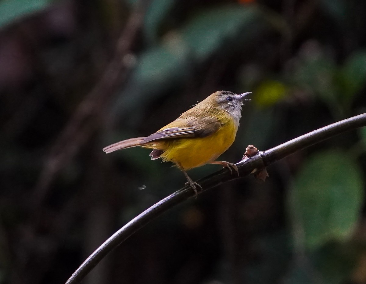 Yellow-bellied Warbler - ML628591046