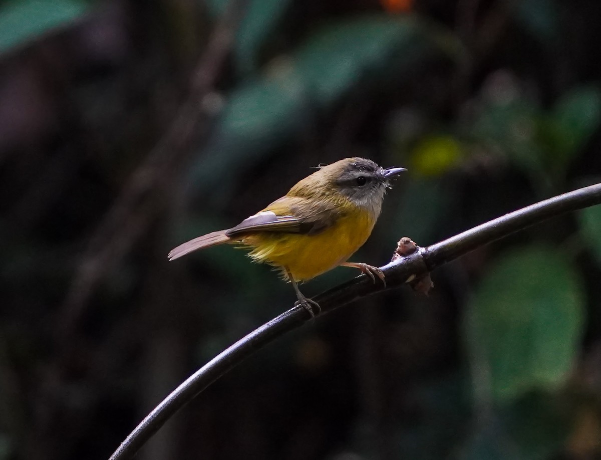 Yellow-bellied Warbler - ML628591047