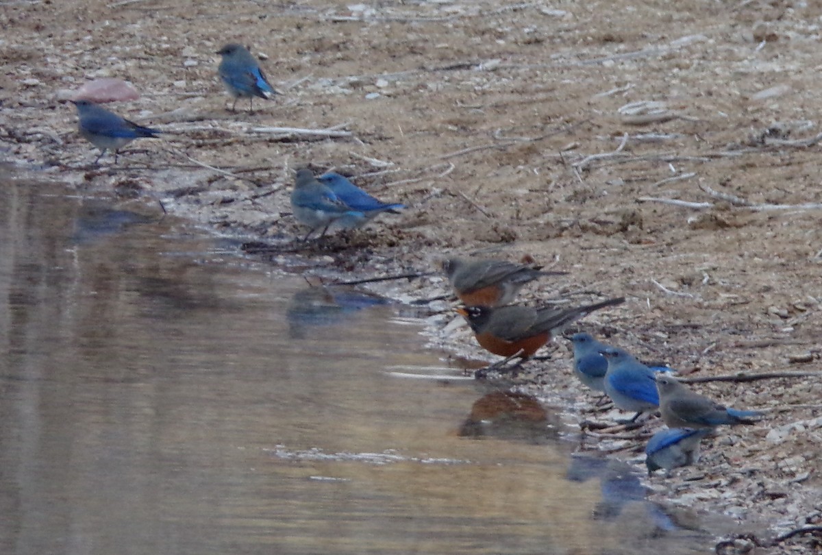 Mountain Bluebird - ML628591050
