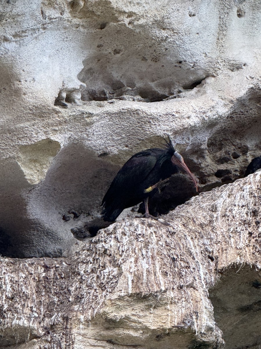 Northern Bald Ibis - ML628591054