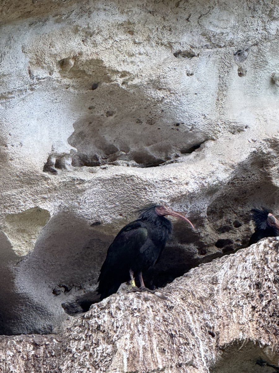 Northern Bald Ibis - ML628591055