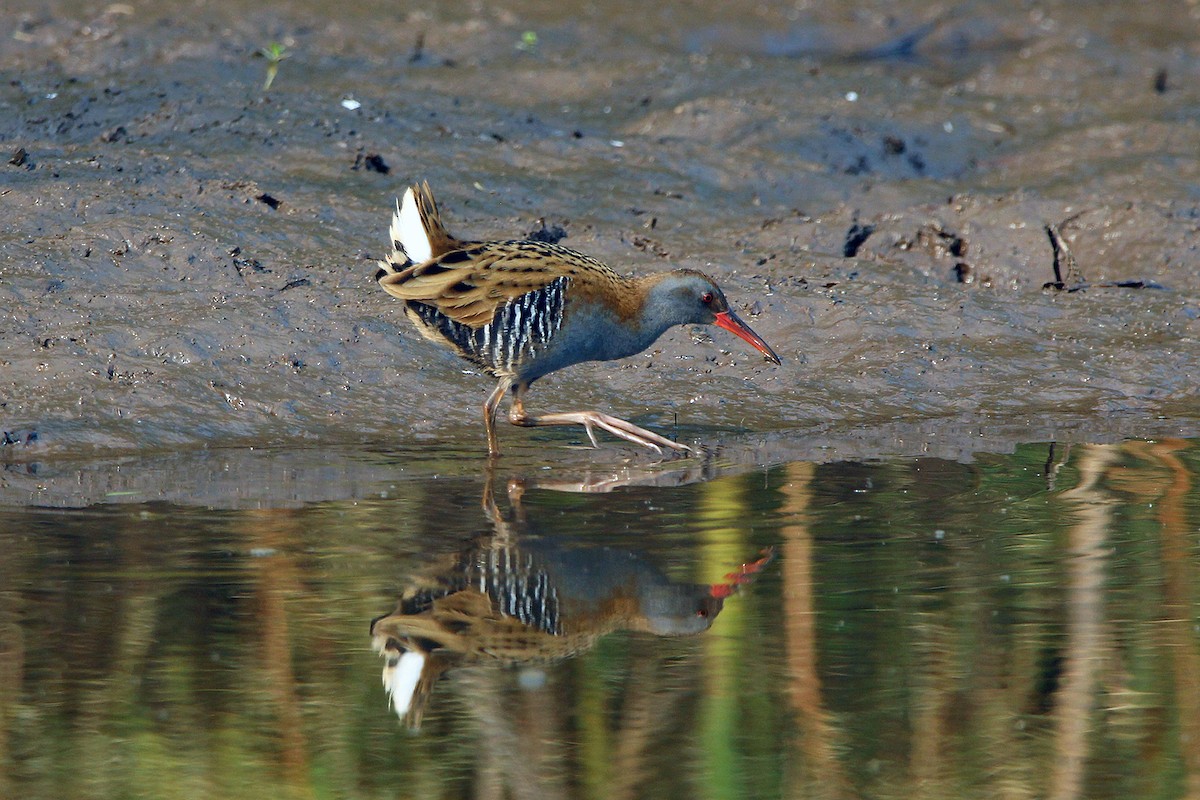 Water Rail - ML628591202