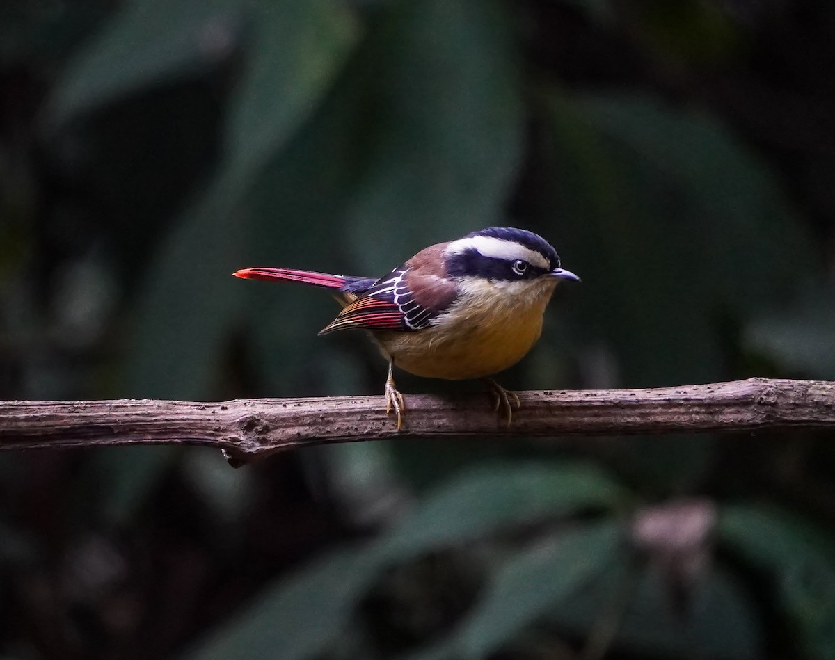 Red-tailed Minla - ML628591376