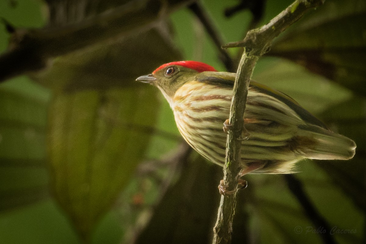 Kinglet Manakin - ML628591752