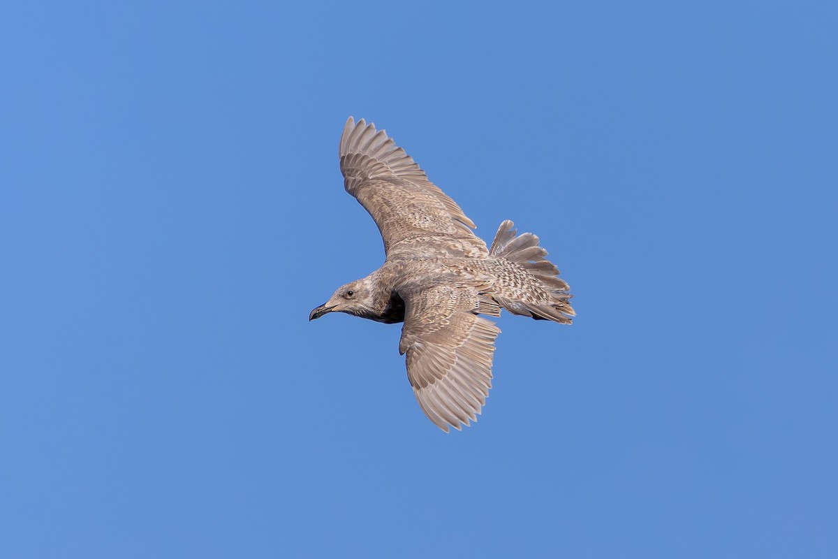 Glaucous-winged Gull - ML628591756